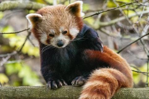 Red Panda Stock Photos