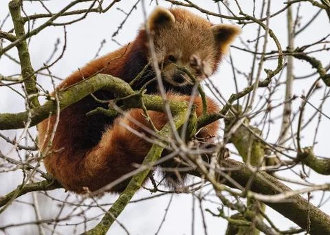 Red Panda Stock Photos