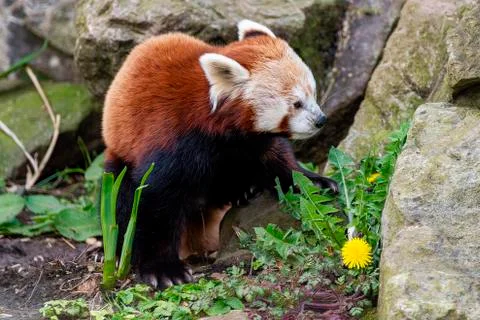 Red Panda Stock Photos