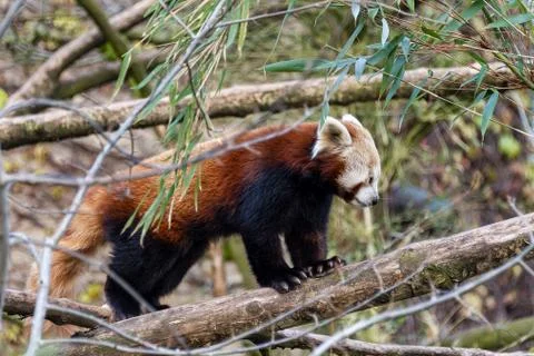 Red Panda Stock Photos