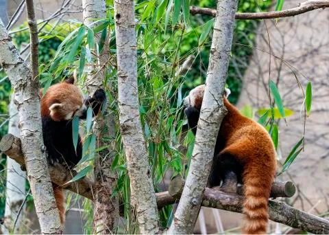 Red Panda Stock Photos