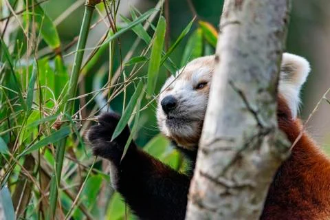 Red Panda Stock Photos