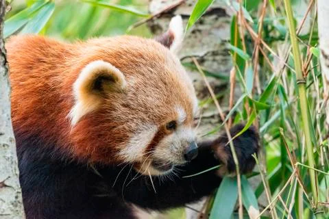 Red Panda Stock Photos