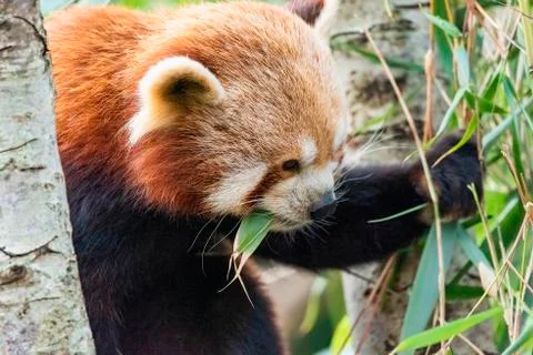 Red Panda Stock Photos