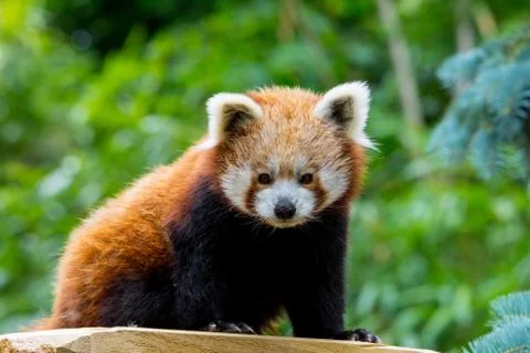 Red panda Stock Photos