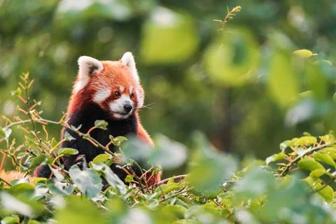 The red panda 스톡 사진