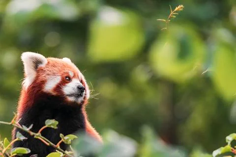 The red panda 스톡 사진