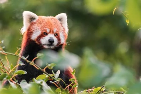 The red panda 스톡 사진