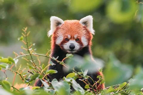 The red panda 스톡 사진