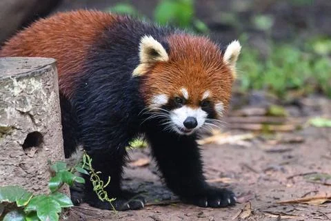 Red Panda Stock Photos
