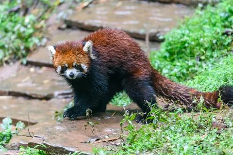 Red Panda Stock Photos