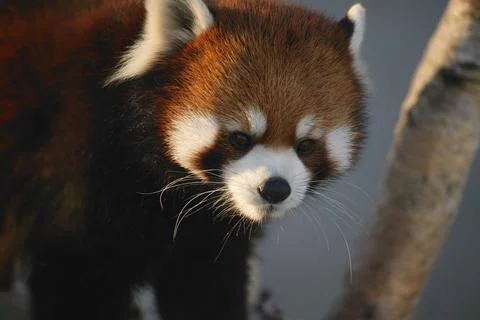 Red Panda Stock Photos