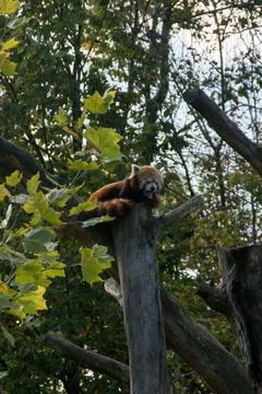 Red panda Stock Photos