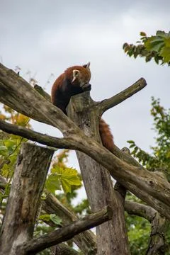 Red panda Stock Photos