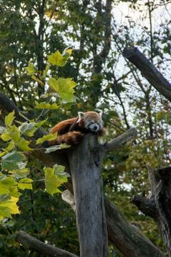 Red panda Stock Photos