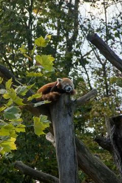 Red panda Stock Photos