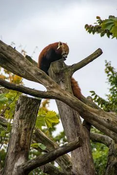 Red panda Stock Photos