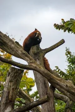 Red panda Stock Photos