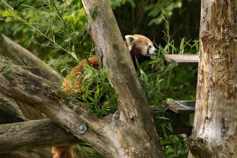 Red panda Stock Photos