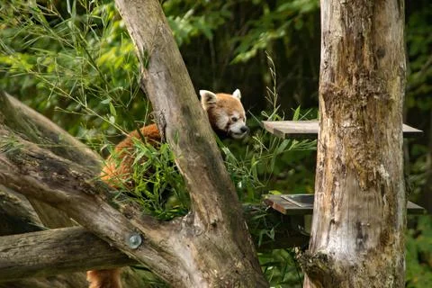 Red panda Stock Photos
