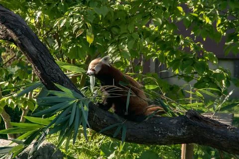 Red panda Stock Photos