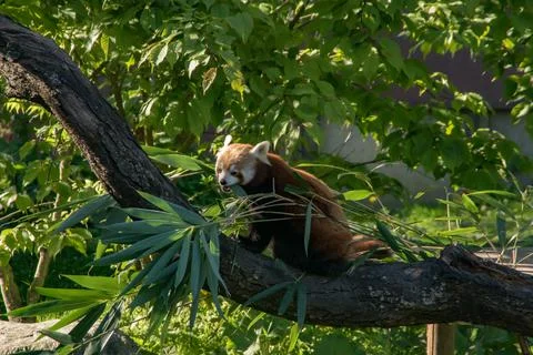 Red panda Stock Photos