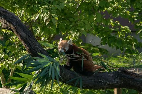 Red panda Stock Photos
