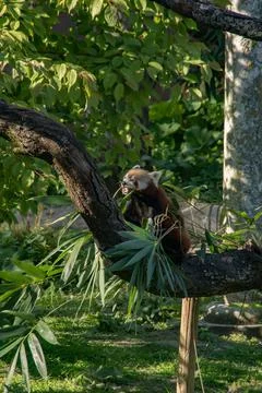 Red panda Stock Photos