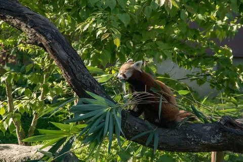 Red panda Stock Photos