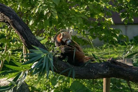 Red panda Stock Photos