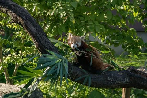 Red panda Stock Photos