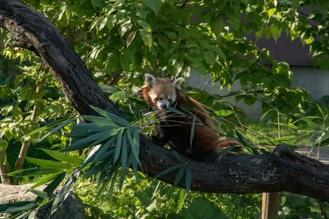 Red panda Stock Photos