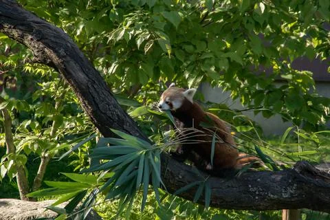 Red panda Stock Photos