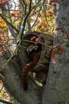 Red panda Stock Photos