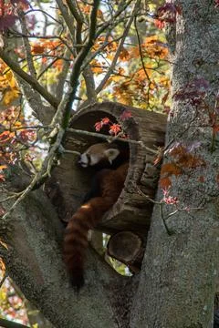 Red panda Stock Photos