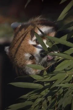 Red panda Stock Photos