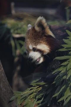 Red panda Stock Photos