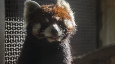 Red panda Stock Photos