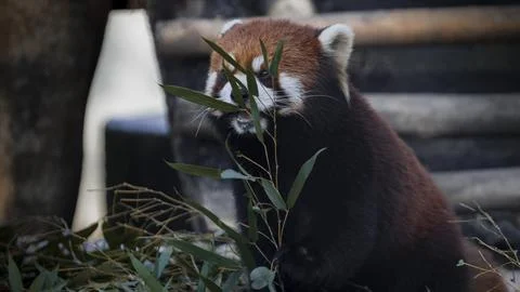 Red panda Stock Photos