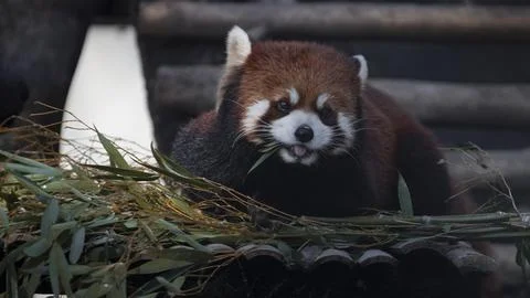 Red panda Stock Photos