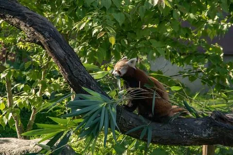 Red panda Stock Photos