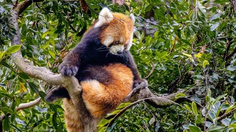 A Red Panda Stock Photos