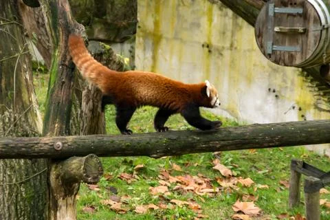 Red panda Stock Photos