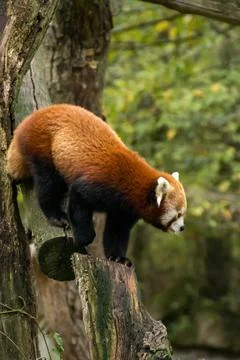 Red panda Stock Photos