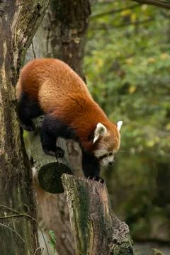 Red panda Stock Photos