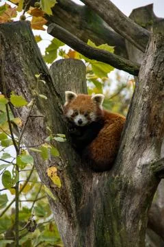 Red panda Stock Photos