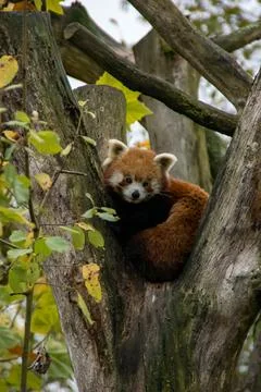 Red panda Stock Photos
