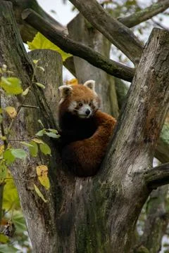 Red panda Stock Photos