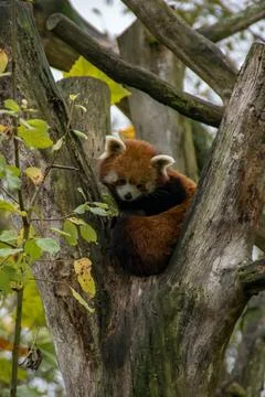 Red panda Stock Photos
