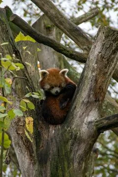 Red panda Stock Photos